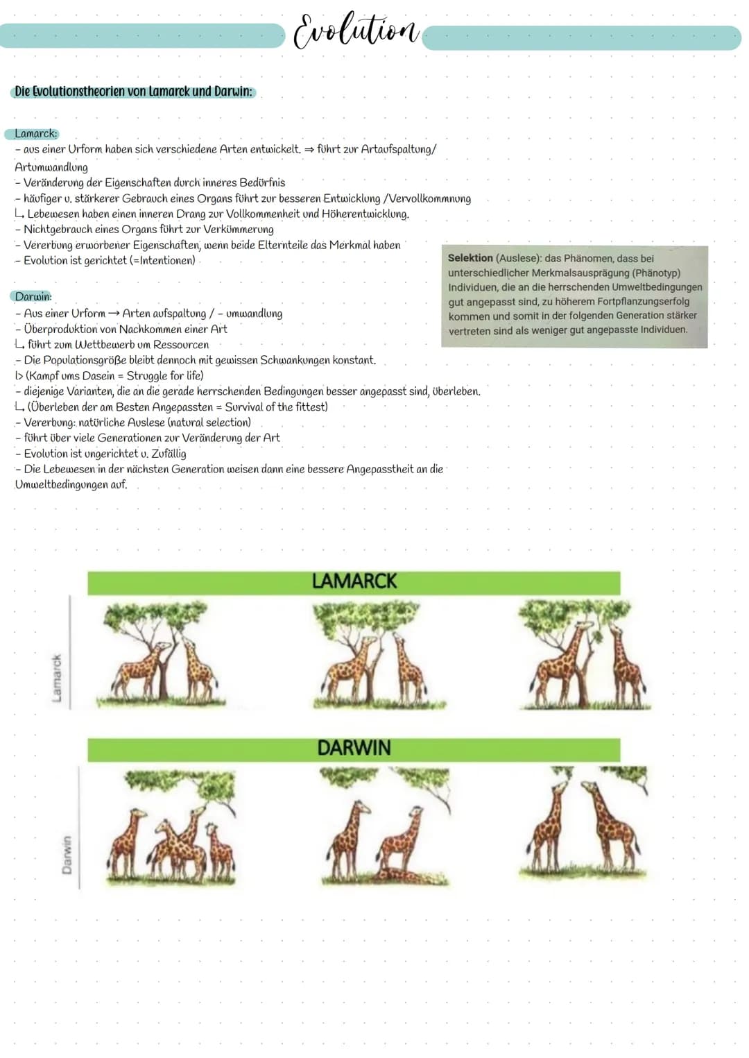 EVOLUTION Allgemeine Begriffe:
Artbegriff - morphologisch:
Alle Individuen gehören zu einer Art, die in
ihren wesentlichen Merkmalen überein