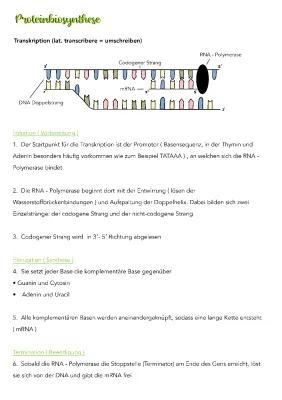 Know Proteinbiosynthese  thumbnail