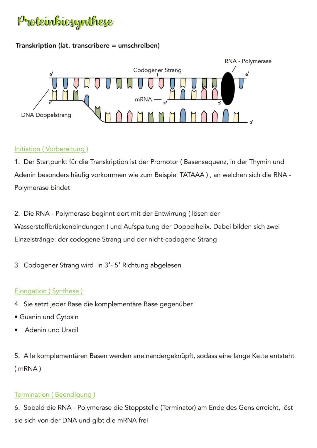 Proteinbiosynthese
Transkription (lat. transcribere = umschreiben)
3'
DNA Doppelstrang
Codogener Strang
mRNA
១.២.២.២
Initiation (Vorbereitun
