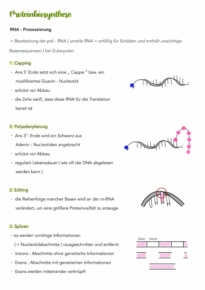 Proteinbiosynthese
Transkription (lat. transcribere = umschreiben)
3'
DNA Doppelstrang
Codogener Strang
mRNA
១.២.២.២
Initiation (Vorbereitun