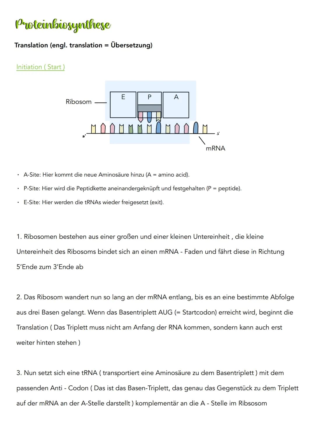 Proteinbiosynthese
Transkription (lat. transcribere = umschreiben)
3'
DNA Doppelstrang
Codogener Strang
mRNA
១.២.២.២
Initiation (Vorbereitun