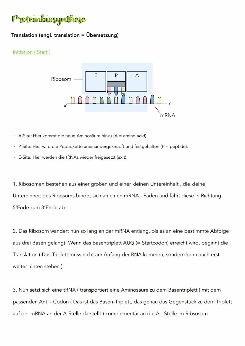 Proteinbiosynthese
Transkription (lat. transcribere = umschreiben)
3'
DNA Doppelstrang
Codogener Strang
mRNA
១.២.២.២
Initiation (Vorbereitun