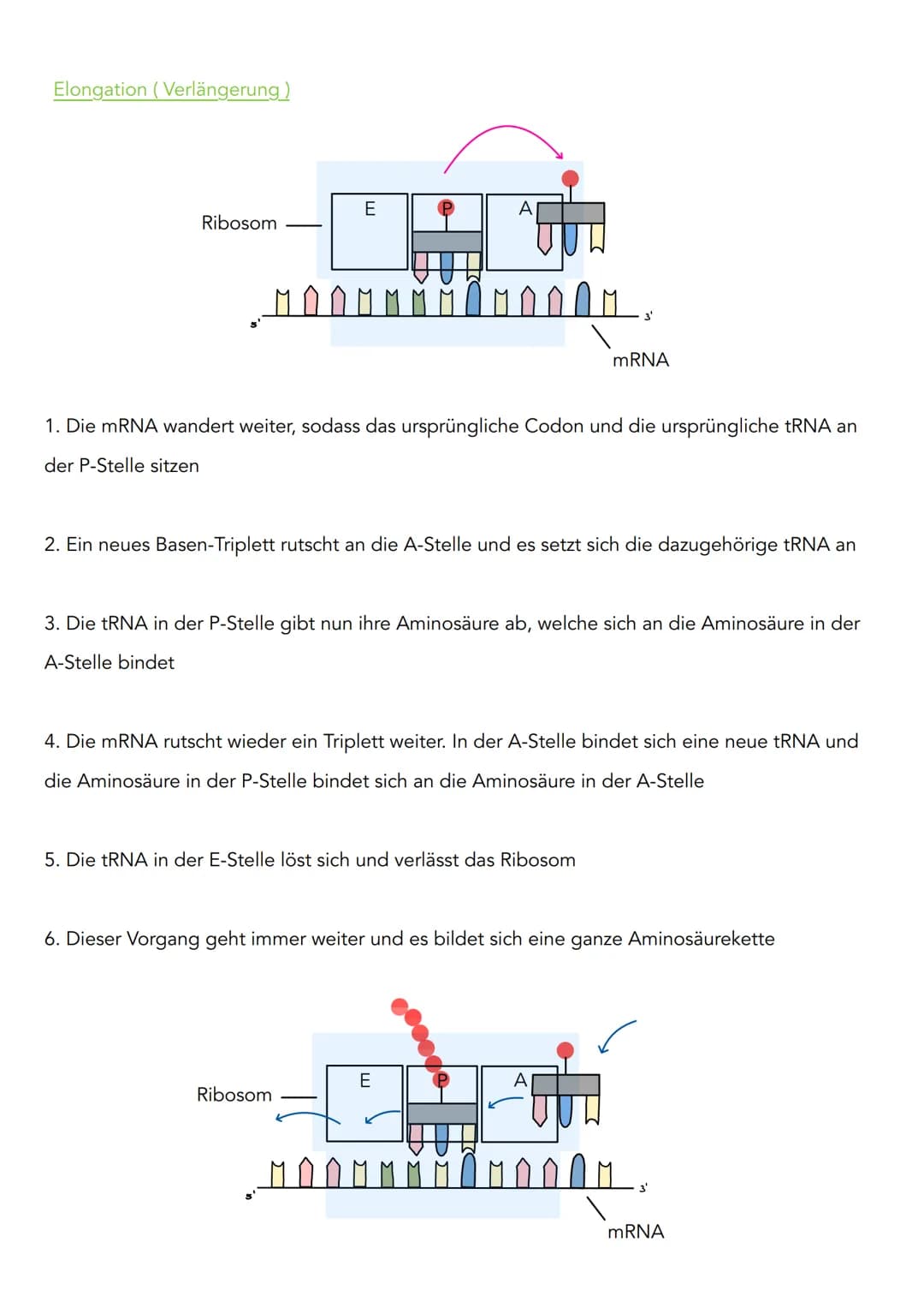 Proteinbiosynthese
Transkription (lat. transcribere = umschreiben)
3'
DNA Doppelstrang
Codogener Strang
mRNA
១.២.២.២
Initiation (Vorbereitun