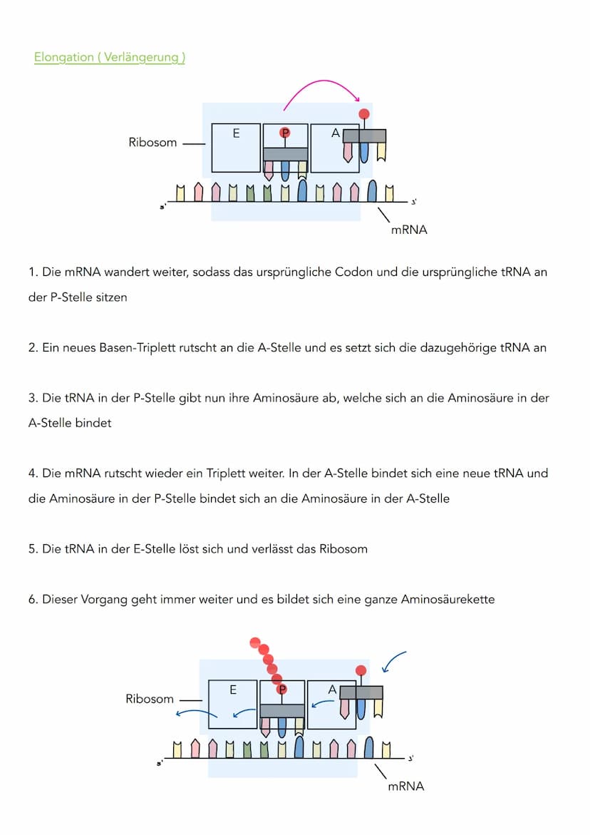 Proteinbiosynthese
Transkription (lat. transcribere = umschreiben)
3'
DNA Doppelstrang
Codogener Strang
mRNA
១.២.២.២
Initiation (Vorbereitun