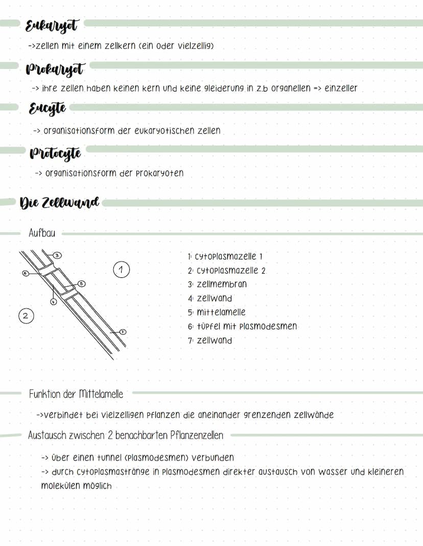 Definition
=> lehre der zellen
-> lebewesen bestehen aus zellen und deren Produkte
-> zellen sind die kleinste lebensfähige einheit.
Kennzei