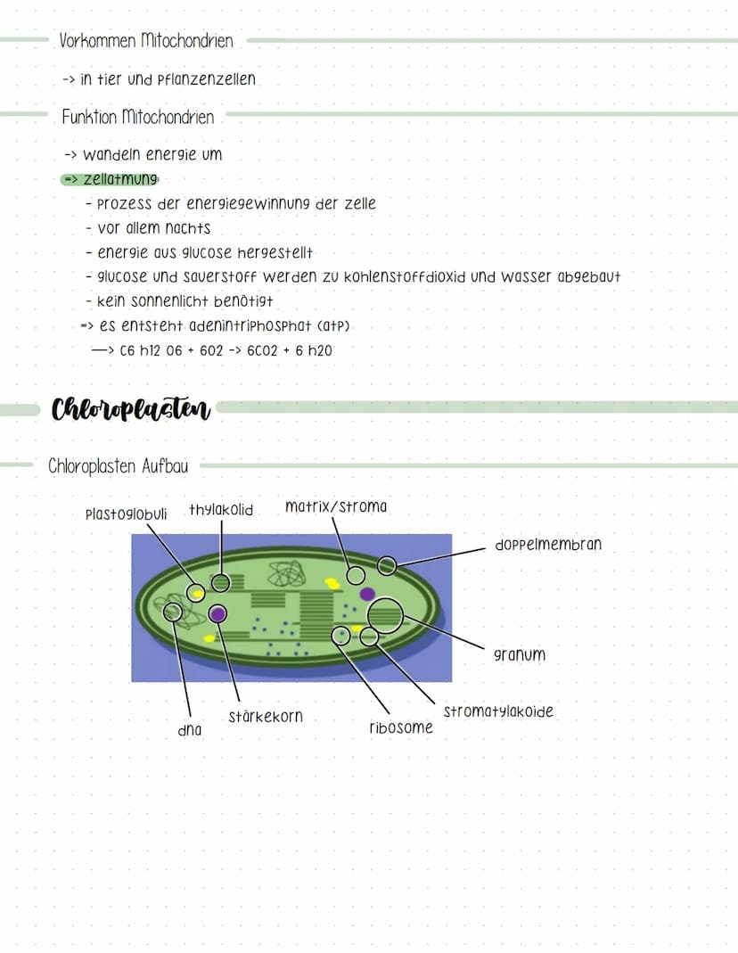 Definition
=> lehre der zellen
-> lebewesen bestehen aus zellen und deren Produkte
-> zellen sind die kleinste lebensfähige einheit.
Kennzei