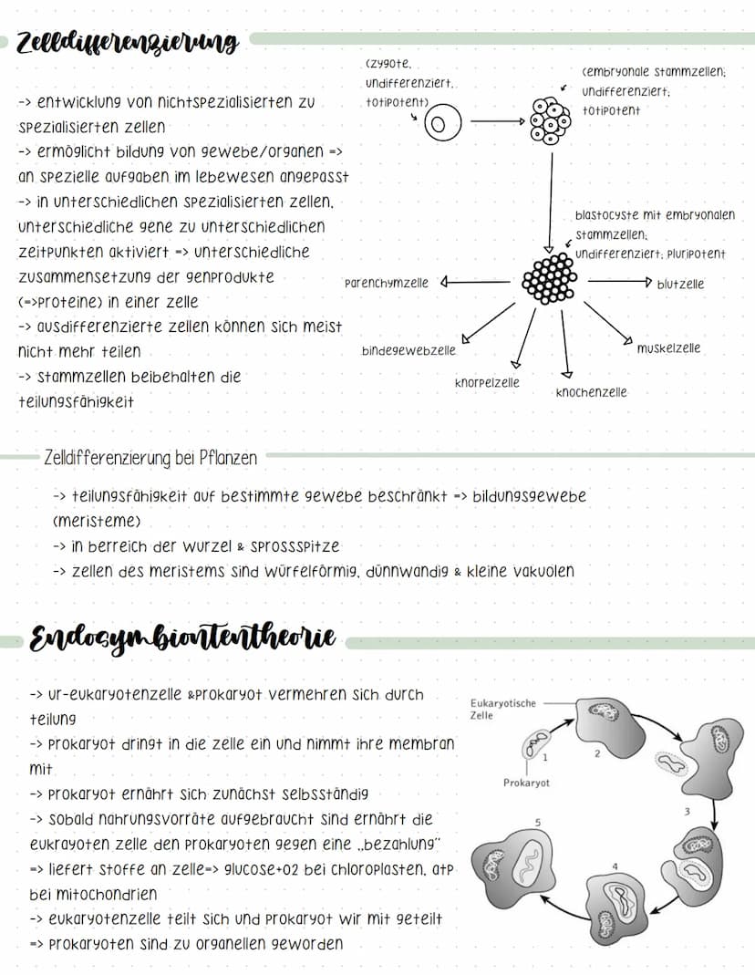 Definition
=> lehre der zellen
-> lebewesen bestehen aus zellen und deren Produkte
-> zellen sind die kleinste lebensfähige einheit.
Kennzei