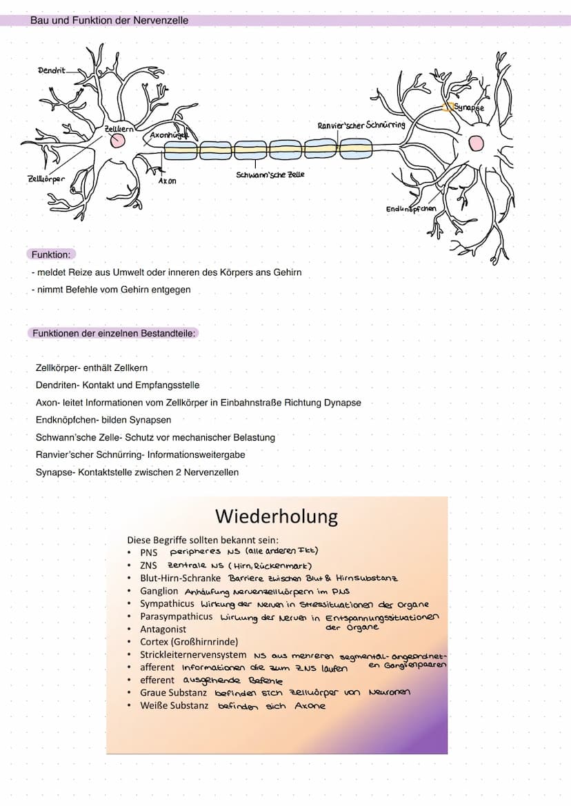 Q3 Bau und Funktion der Nervenzelle
the
Dendrit
Zellkörper
Zellkern
Funktion:
- meldet Reize aus Umwelt oder inneren des Körpers ans Gehirn
