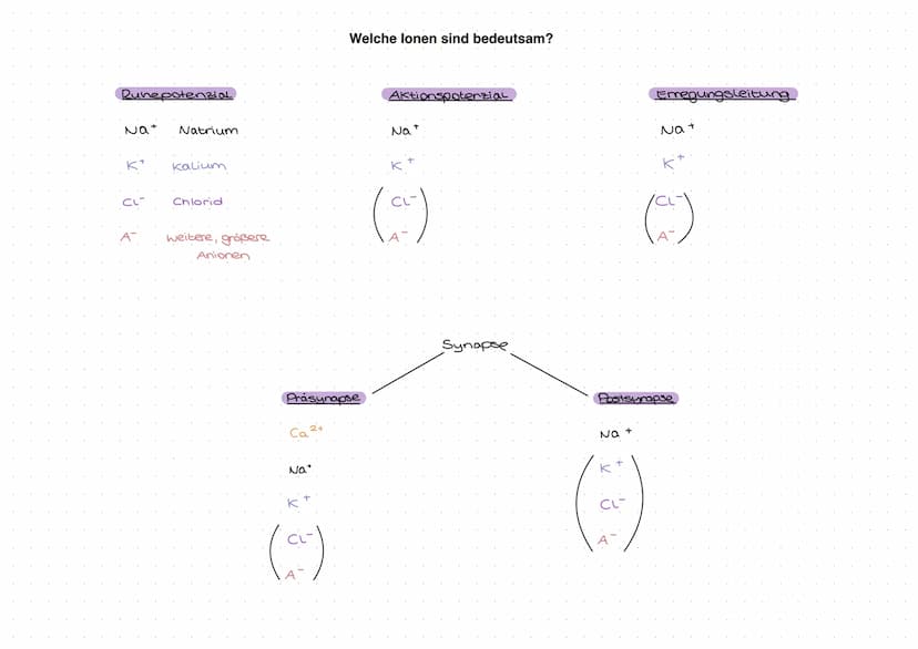 Q3 Bau und Funktion der Nervenzelle
the
Dendrit
Zellkörper
Zellkern
Funktion:
- meldet Reize aus Umwelt oder inneren des Körpers ans Gehirn
