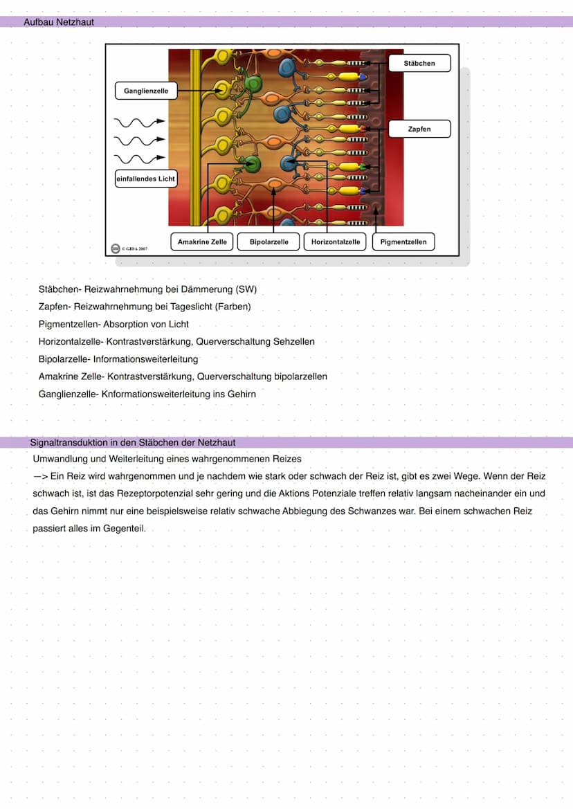 Q3 Bau und Funktion der Nervenzelle
the
Dendrit
Zellkörper
Zellkern
Funktion:
- meldet Reize aus Umwelt oder inneren des Körpers ans Gehirn
