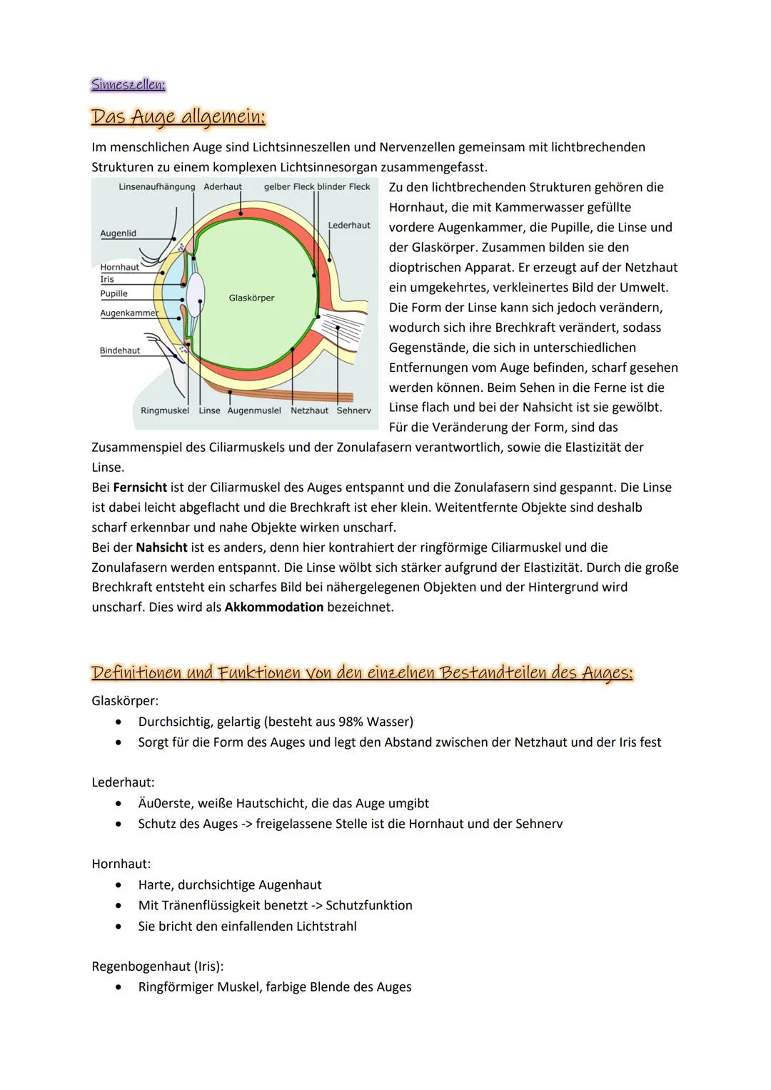Sinneszellen:

# Das Auge allgemein:

Im menschlichen Auge sind Lichtsinneszellen und Nervenzellen gemeinsam mit lichtbrechenden
Strukturen 