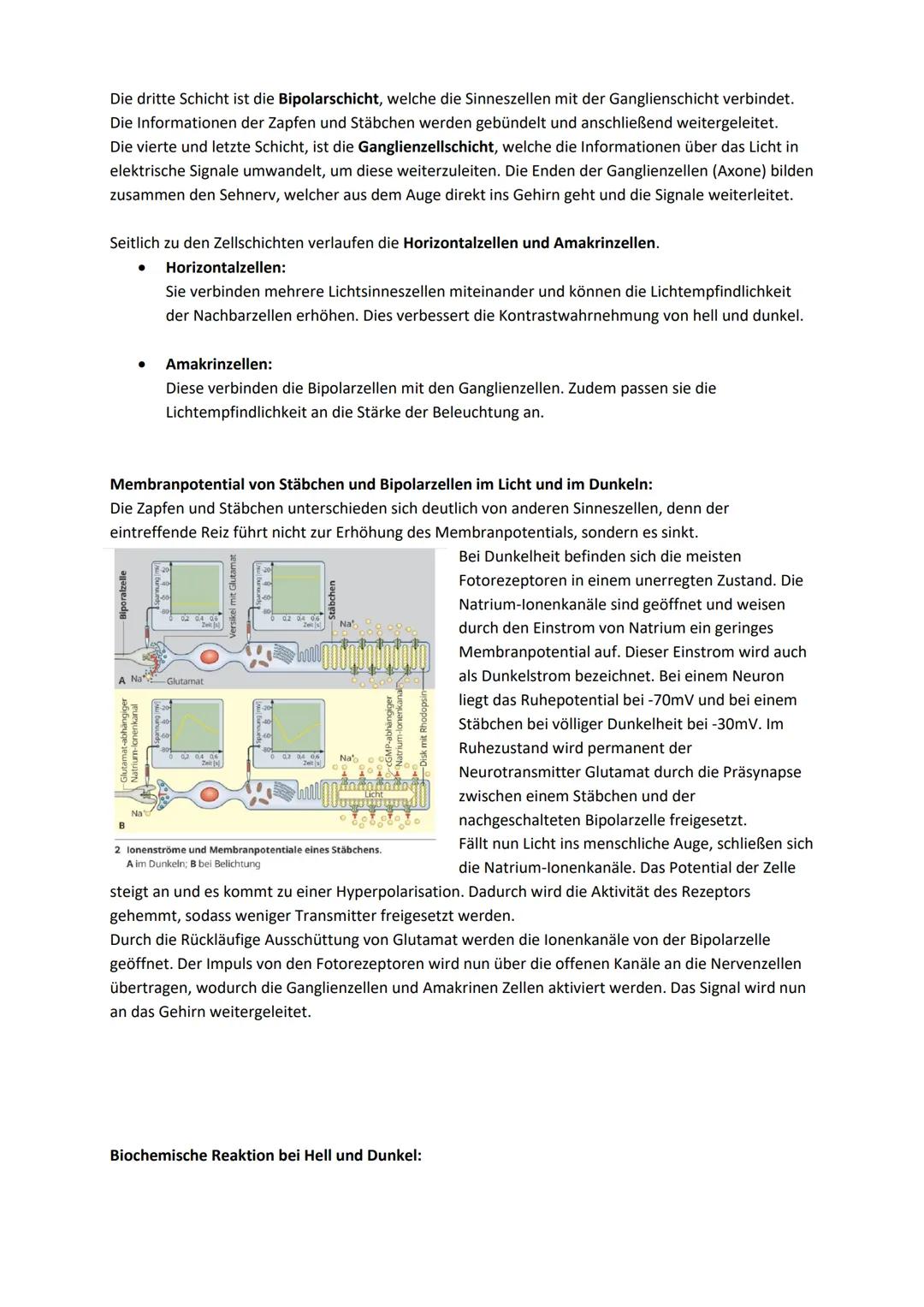 Sinneszellen:

# Das Auge allgemein:

Im menschlichen Auge sind Lichtsinneszellen und Nervenzellen gemeinsam mit lichtbrechenden
Strukturen 