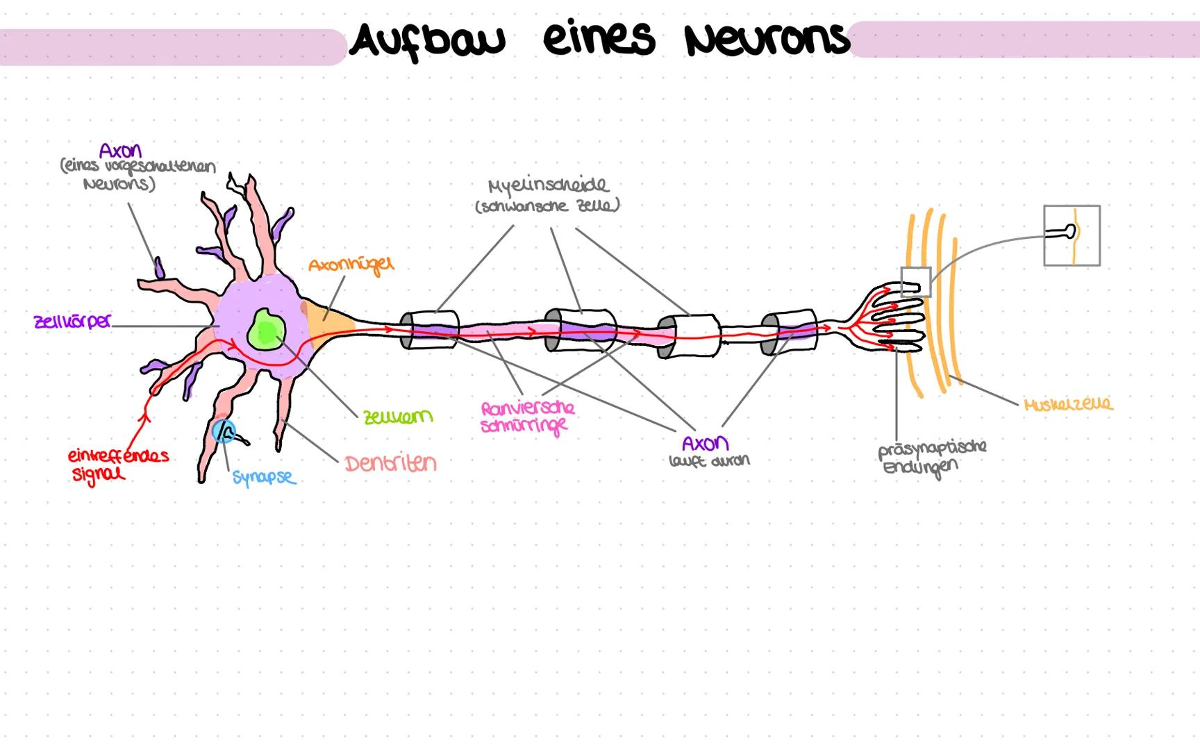 # Aufbau eines Neurons

Axon
(eines vorgeschaltenen
Neurons)

Zellkörper.

Axonnügel

Myelinsoneide
(sonwansche zelle)

zeukem
Ranviersche
S