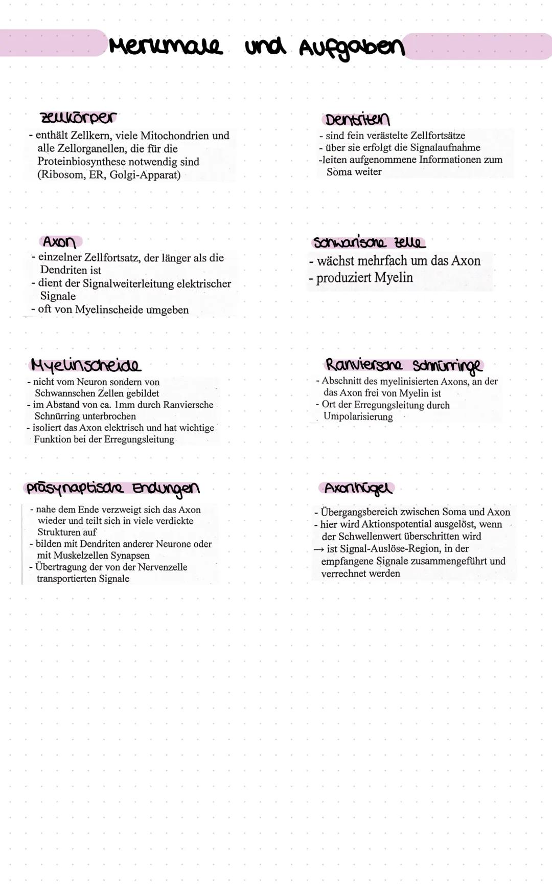 # Aufbau eines Neurons

Axon
(eines vorgeschaltenen
Neurons)

Zellkörper.

Axonnügel

Myelinsoneide
(sonwansche zelle)

zeukem
Ranviersche
S