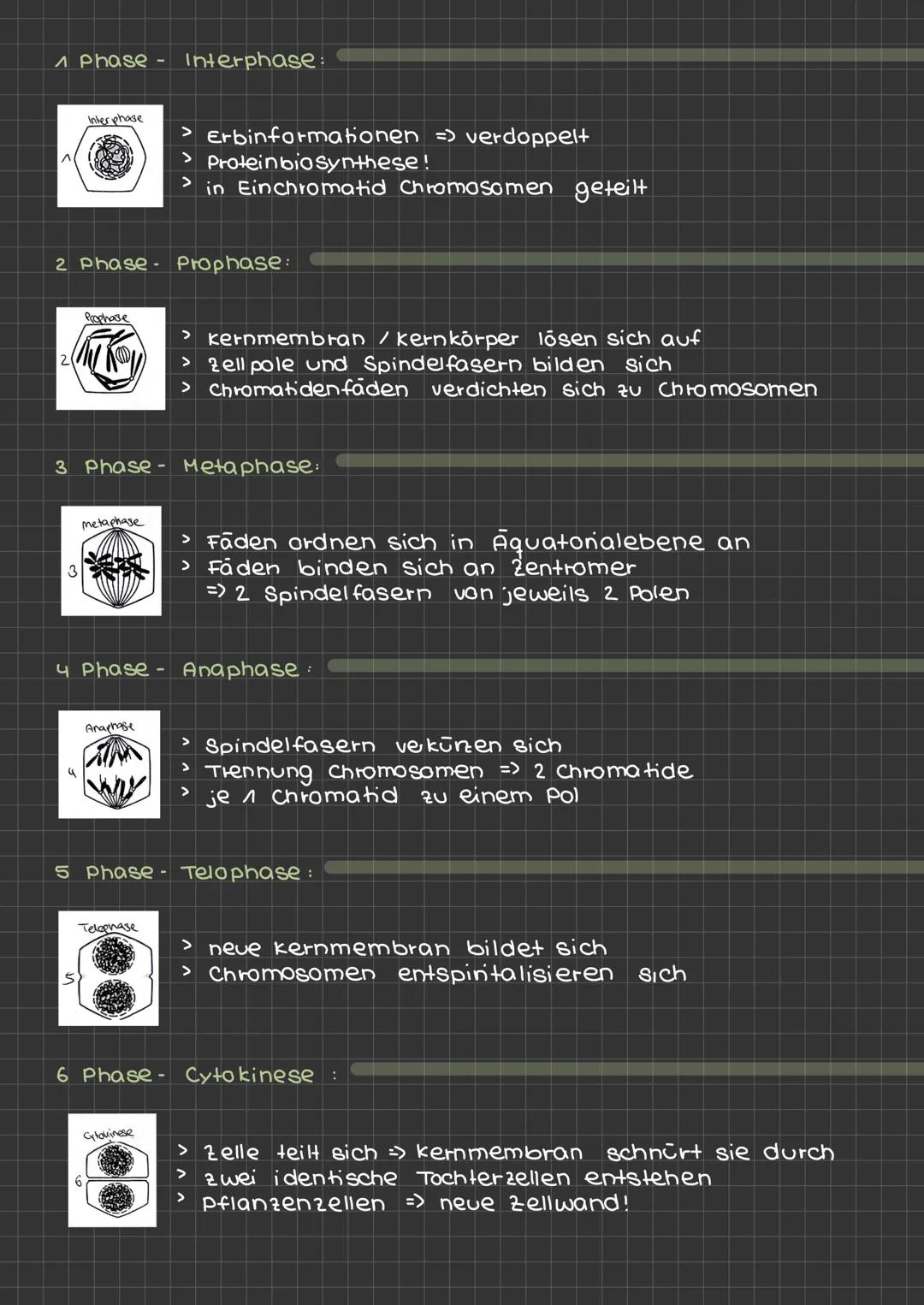 ^
2
Phase. Interphase:
2 Phase Prophase:
3
Inter phase
4
3 Phase -
Prophase
Ky
metaphase
Anaphase
6
4 Phase - Anaphase :
Telephase
> Erbinfo