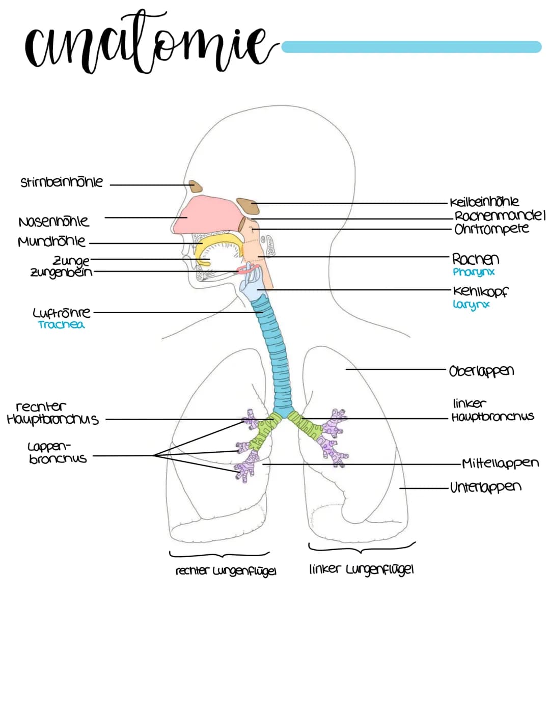 anatomie
Stirnbeinhöhle
Nasenhöhle
Mundhöhle.
Zunge
Zungenbein
Luftrohre
Trachea
rechter
Hauptbranchus
lappen-
bronchus
rechter Lungenflügel