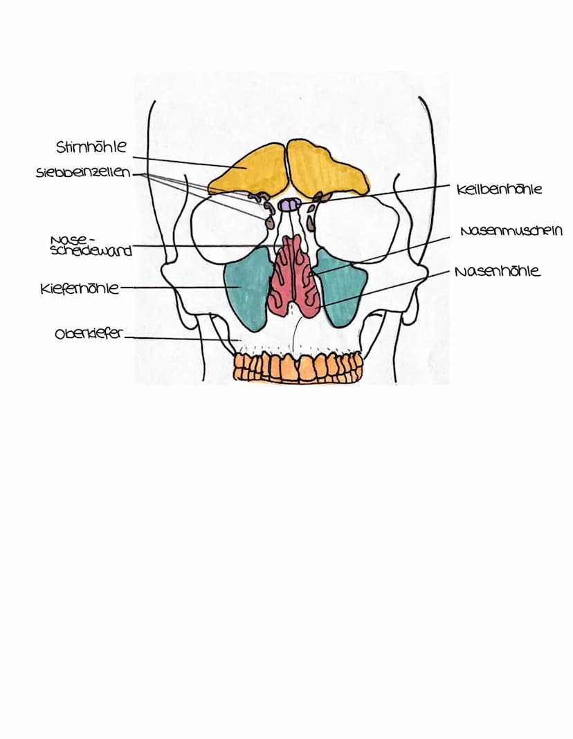 anatomie
Stirnbeinhöhle
Nasenhöhle
Mundhöhle.
Zunge
Zungenbein
Luftrohre
Trachea
rechter
Hauptbranchus
lappen-
bronchus
rechter Lungenflügel