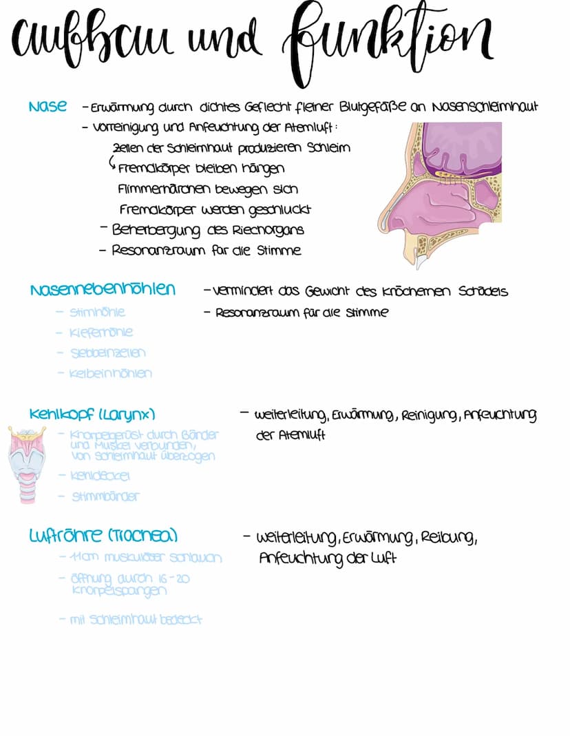 anatomie
Stirnbeinhöhle
Nasenhöhle
Mundhöhle.
Zunge
Zungenbein
Luftrohre
Trachea
rechter
Hauptbranchus
lappen-
bronchus
rechter Lungenflügel