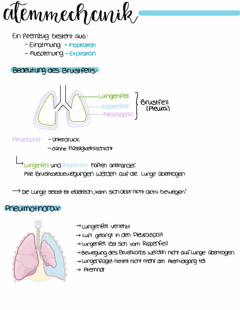 anatomie
Stirnbeinhöhle
Nasenhöhle
Mundhöhle.
Zunge
Zungenbein
Luftrohre
Trachea
rechter
Hauptbranchus
lappen-
bronchus
rechter Lungenflügel