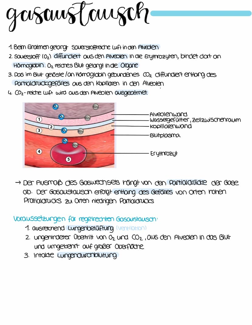 anatomie
Stirnbeinhöhle
Nasenhöhle
Mundhöhle.
Zunge
Zungenbein
Luftrohre
Trachea
rechter
Hauptbranchus
lappen-
bronchus
rechter Lungenflügel
