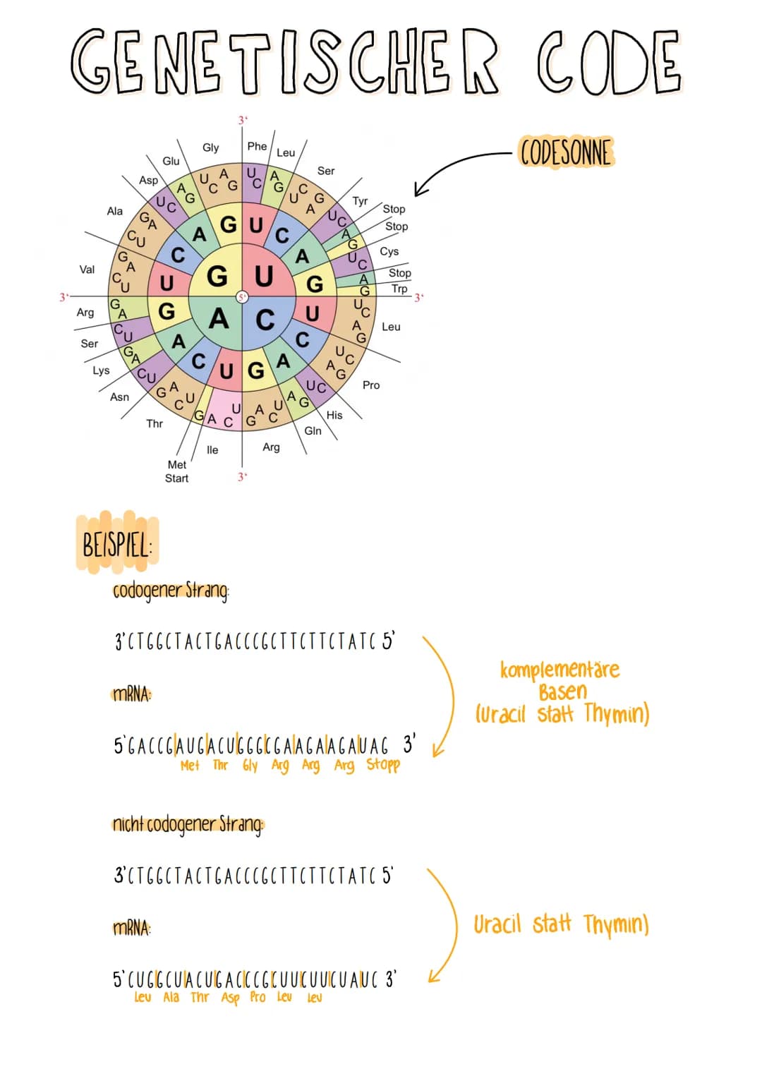 GENETISCHER CODE
Val
Arg
Ser
Ala
Lys
G
A
A
Asp
'U
GA
G
CU
Glu
BEISPIEL:
UC
mRNA:
A
טוכ
Thr
U
mRNA:
C
G
G
A
A
GA
Asn
C
Gly
UA
U
Met
Start
Phe