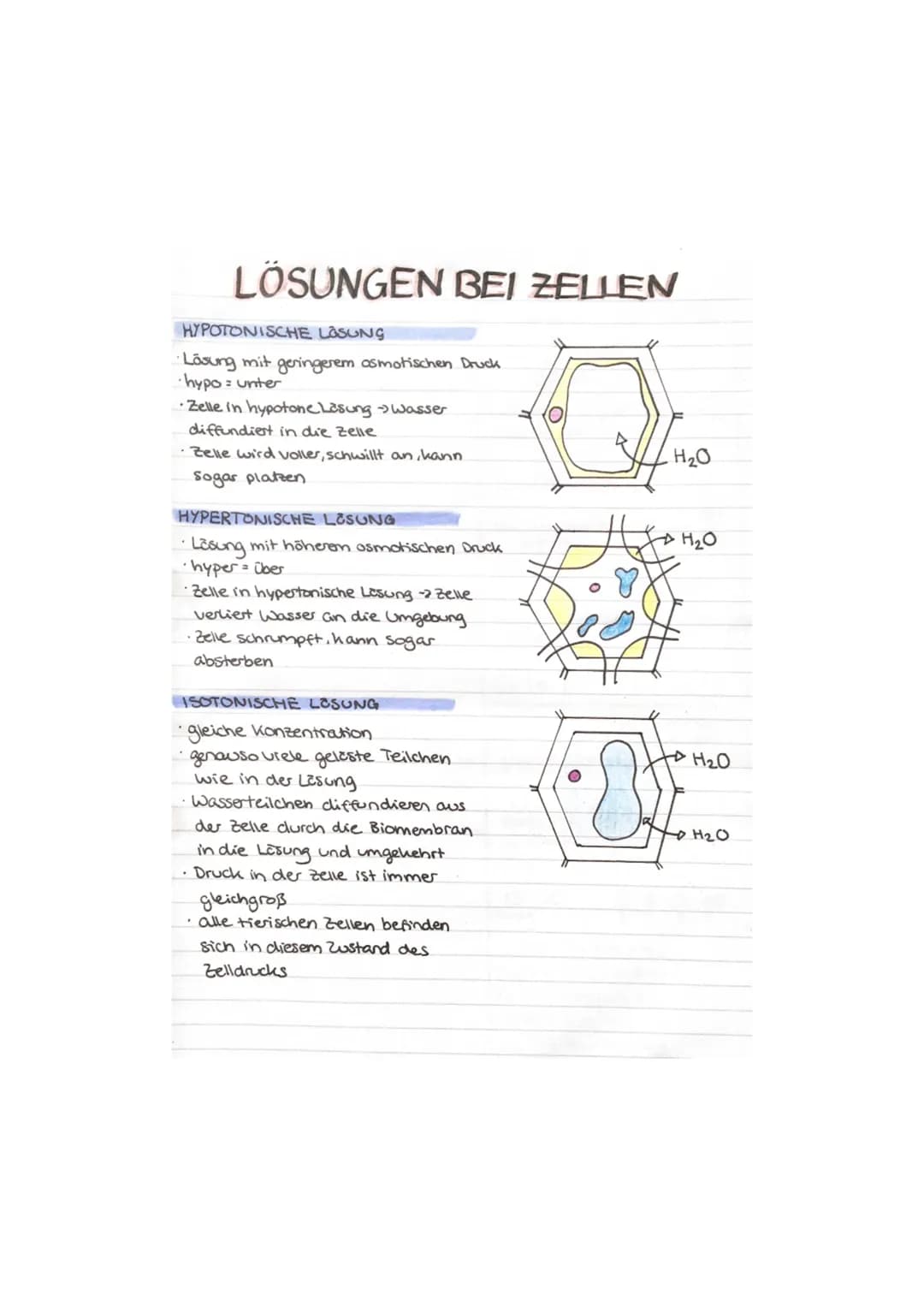 Mendel
4. UNIFORMITÄTSREGEL
Individuen
Kreuzt man zwei reinerbige
die sich in einem Merkmal voneinander
unterscheiden, so ist der Phänotyp d