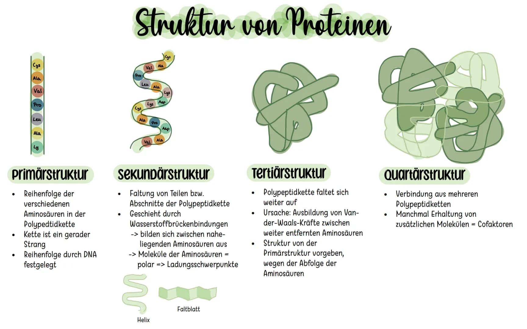 Cys
Ala
Val
Pro
Leu
Ala
Ly
Primärstruktur
Reihenfolge der
verschiedenen
Aminosäuren in der
Polypedtidkette
Kette ist ein gerader
Strang
Reih