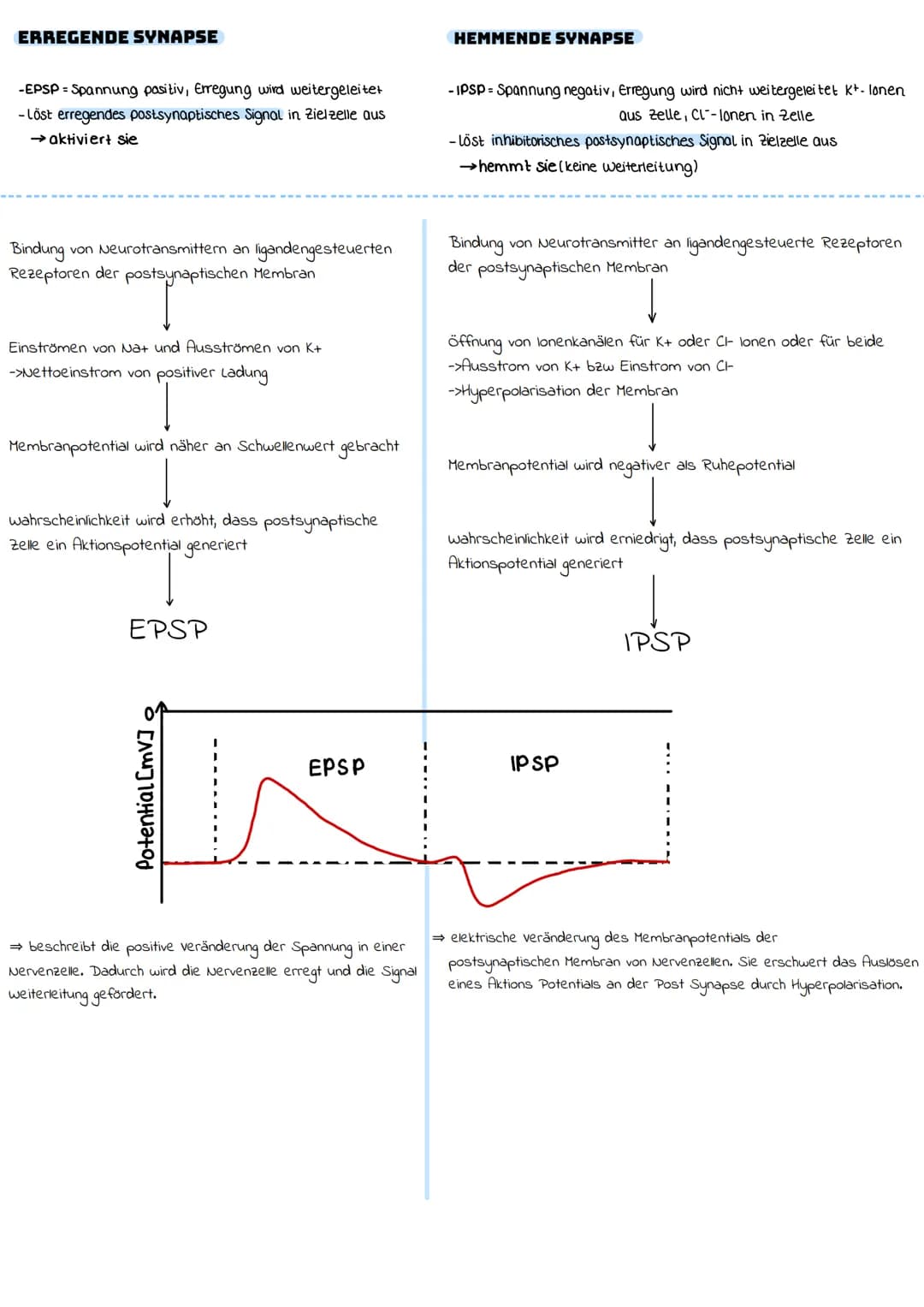 ERREGENDE SYNAPSE
-EPSP = Spannung positiv, Erregung wird weitergeleitet
-Löst erregendes postsynaptisches Signal in Zielzelle aus
→aktivier