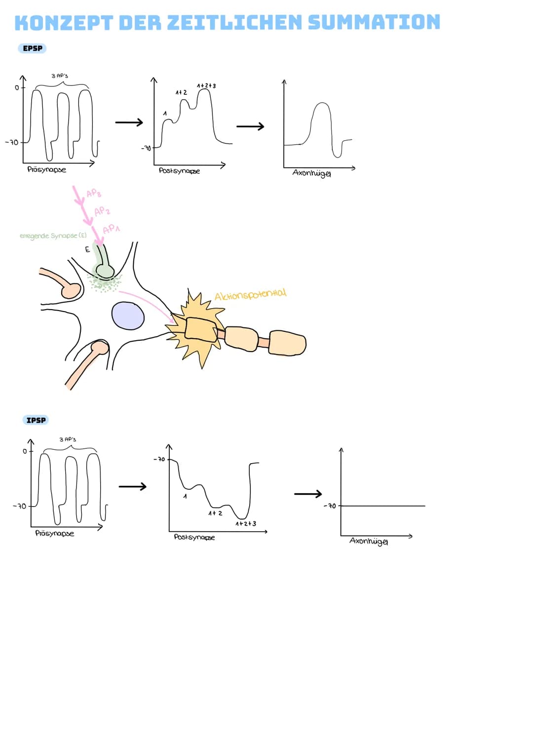 ERREGENDE SYNAPSE
-EPSP = Spannung positiv, Erregung wird weitergeleitet
-Löst erregendes postsynaptisches Signal in Zielzelle aus
→aktivier