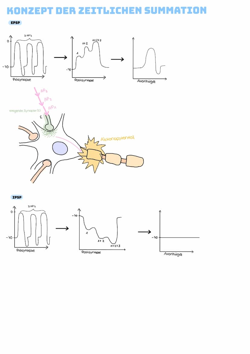 ERREGENDE SYNAPSE
-EPSP = Spannung positiv, Erregung wird weitergeleitet
-Löst erregendes postsynaptisches Signal in Zielzelle aus
→aktivier