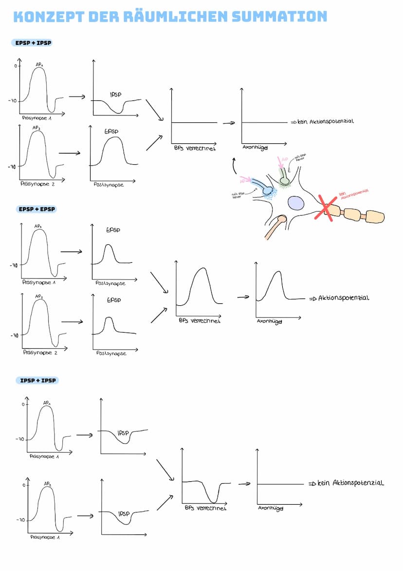ERREGENDE SYNAPSE
-EPSP = Spannung positiv, Erregung wird weitergeleitet
-Löst erregendes postsynaptisches Signal in Zielzelle aus
→aktivier