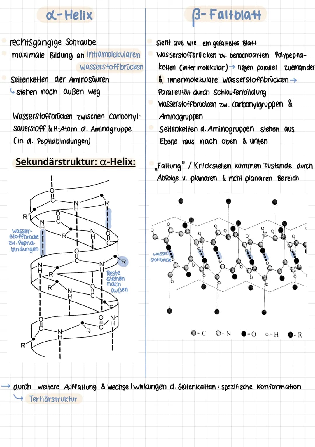 Q2 1.
Aminosäuren
Proteine aus 20 Aminosäuren aufgebaut
Aminogruppe Sitzt an C-Atom, wo auch Carboxygruppe
Aminogruppe sitzt am 1. C- Atom (
