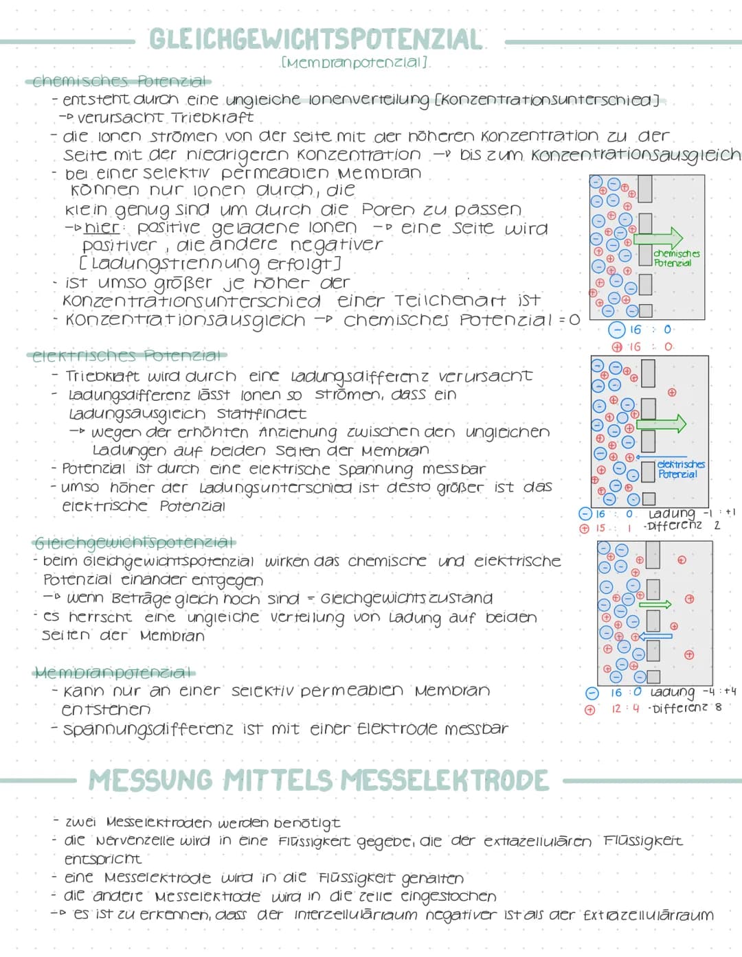 GLEICHGEWICHTSPOTENZIAL
[Membranpotenzial].
-chemisches Potenzial
- entsteht durch eine ungleiche lonenverteilung [Konzentrationsunterschied