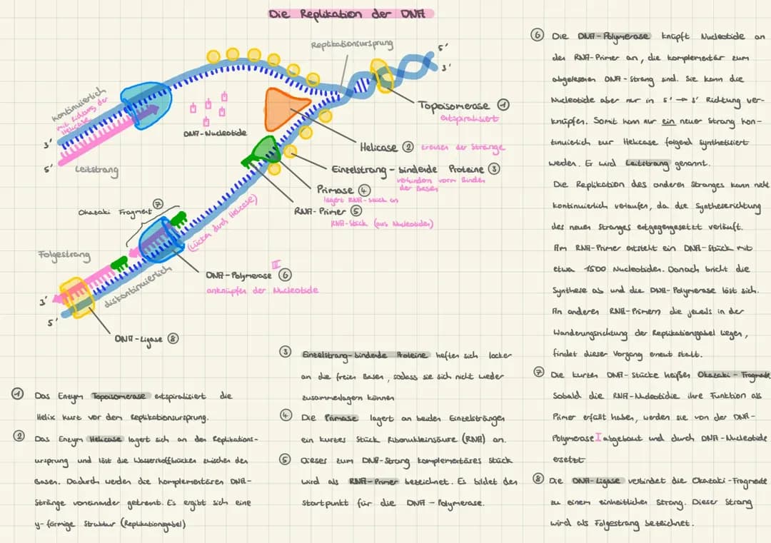 DNA Replikation