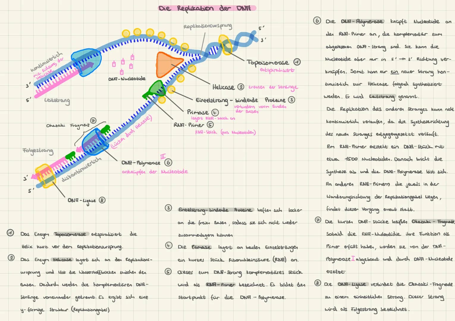 (44
3'
continuierlic
S
**************
Leitstrang
Folgestrang
Okazaki Fragment
→
diskontinuierlich
DNA-Nucleotide
ON-Ligase
www umiliundo
Lüc