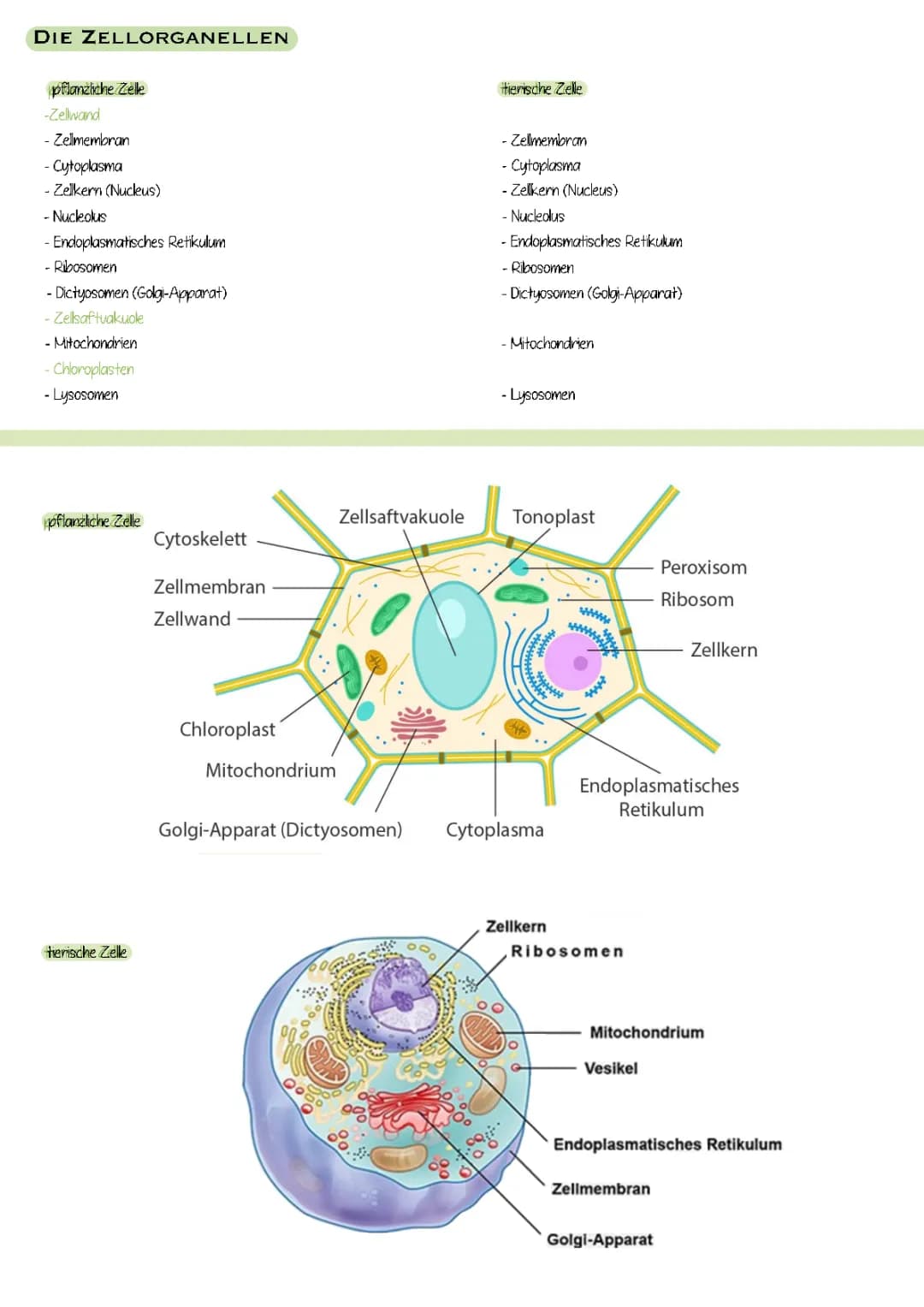 zellorganellen