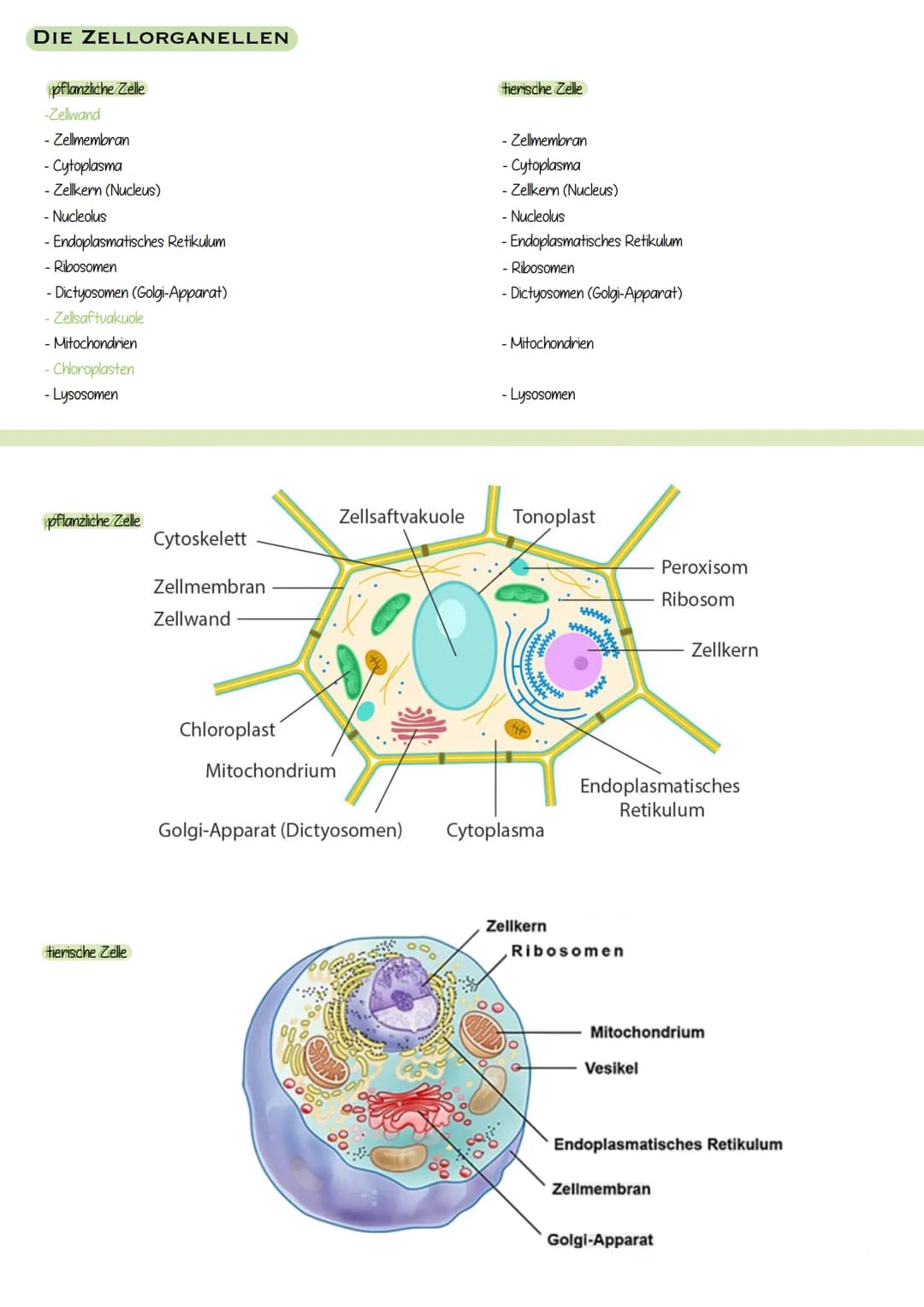 DIE ZELLORGANELLEN
pflanzliche Zelle
-Zellwand
- Zellmembran
- Cytoplasma
- Zellkern (Nucleus)
- Nucleolus
- Endoplasmatisches Retikulum
- R
