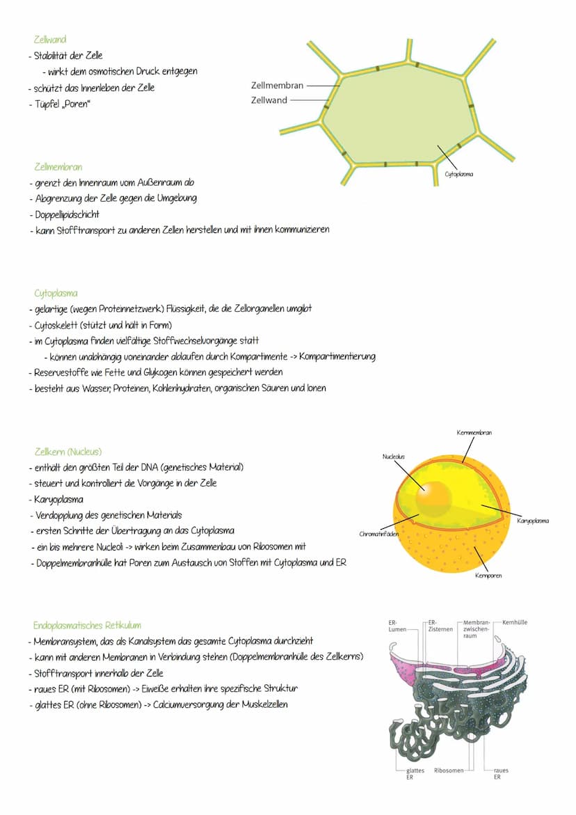 DIE ZELLORGANELLEN
pflanzliche Zelle
-Zellwand
- Zellmembran
- Cytoplasma
- Zellkern (Nucleus)
- Nucleolus
- Endoplasmatisches Retikulum
- R