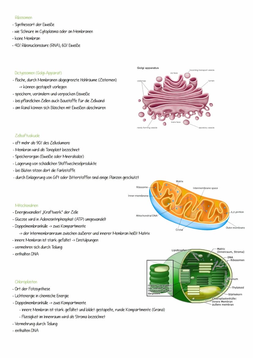 DIE ZELLORGANELLEN
pflanzliche Zelle
-Zellwand
- Zellmembran
- Cytoplasma
- Zellkern (Nucleus)
- Nucleolus
- Endoplasmatisches Retikulum
- R