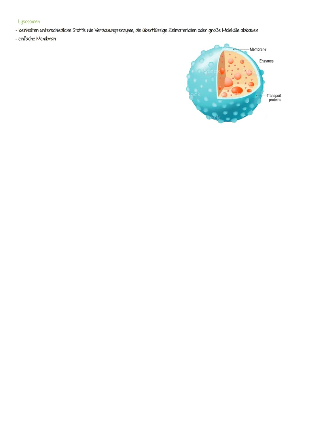 DIE ZELLORGANELLEN
pflanzliche Zelle
-Zellwand
- Zellmembran
- Cytoplasma
- Zellkern (Nucleus)
- Nucleolus
- Endoplasmatisches Retikulum
- R