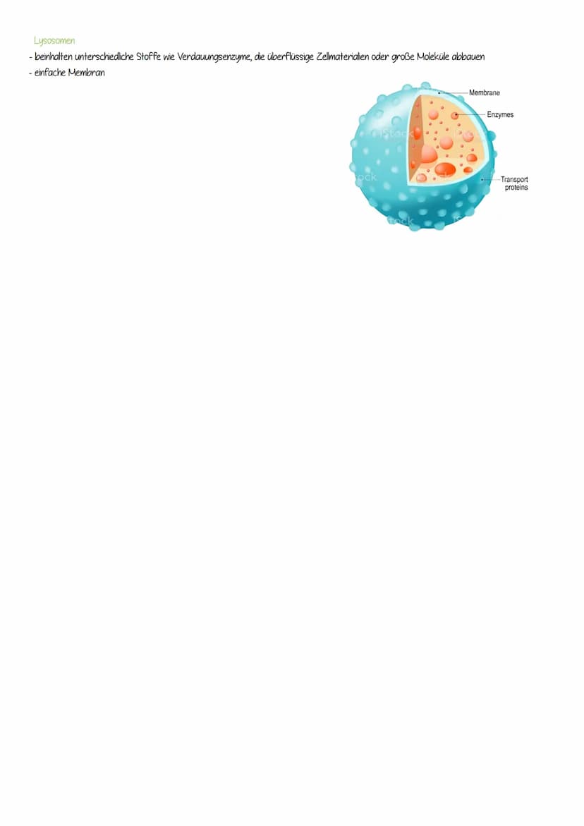 DIE ZELLORGANELLEN
pflanzliche Zelle
-Zellwand
- Zellmembran
- Cytoplasma
- Zellkern (Nucleus)
- Nucleolus
- Endoplasmatisches Retikulum
- R