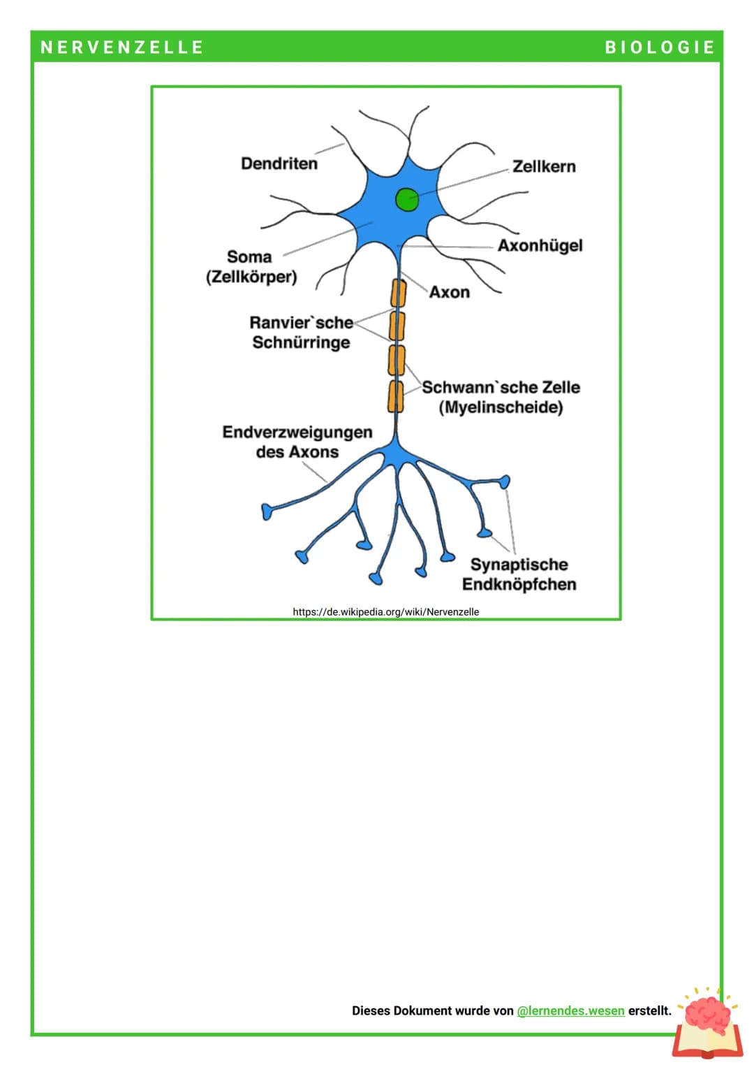 NERVENZELLE
Das Nervensystem besteht aus 2 Typen von Neuronen:
Gliazellen
→ In unserem Körper haben wir ein spezifisches System, das für die