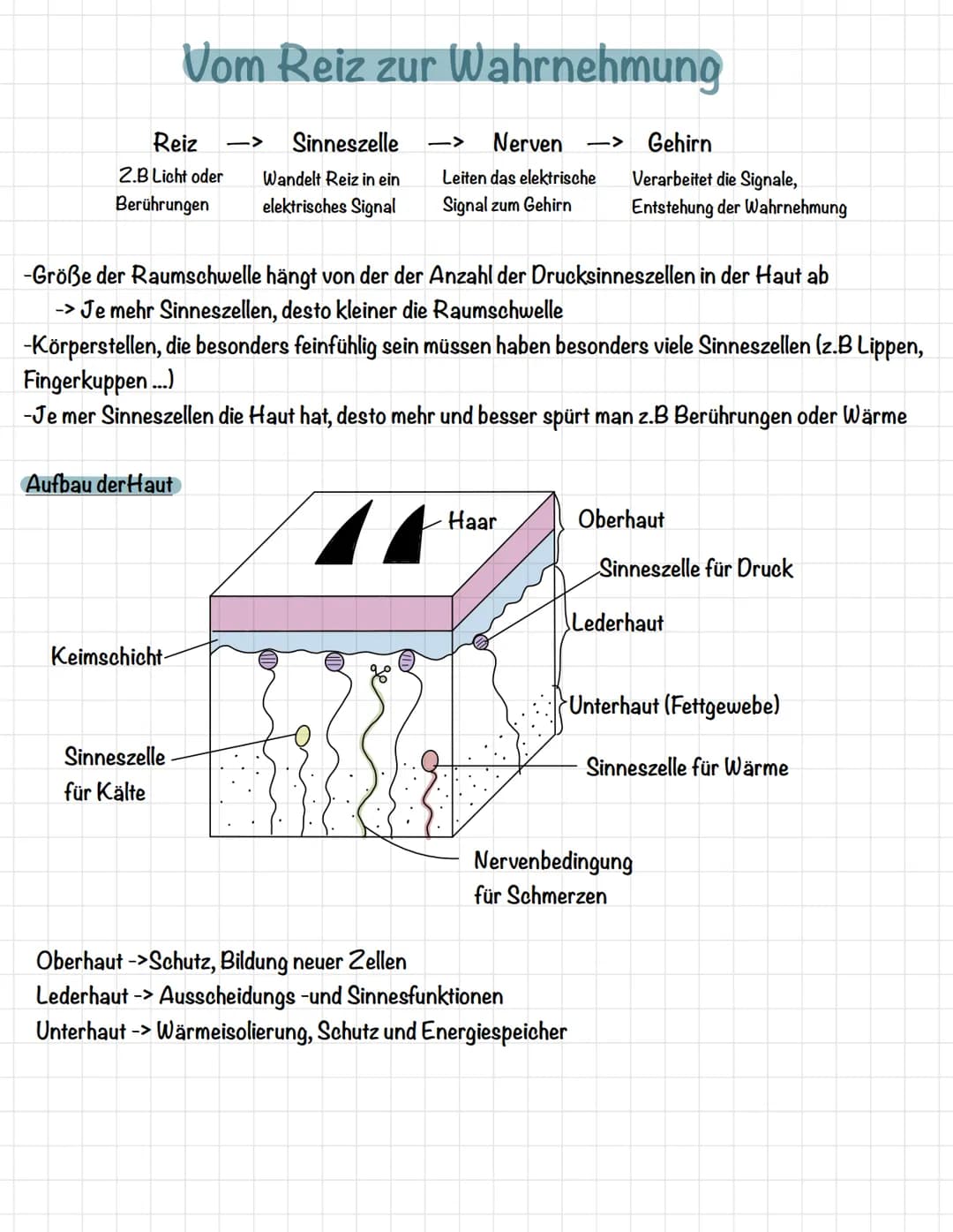 Reiz
2.B Licht oder
Berührungen
Vom Reiz zur Wahrnehmung
Aufbau der Haut
Keimschicht-
Sinneszelle
Wandelt Reiz in ein
elektrisches Signal
Si