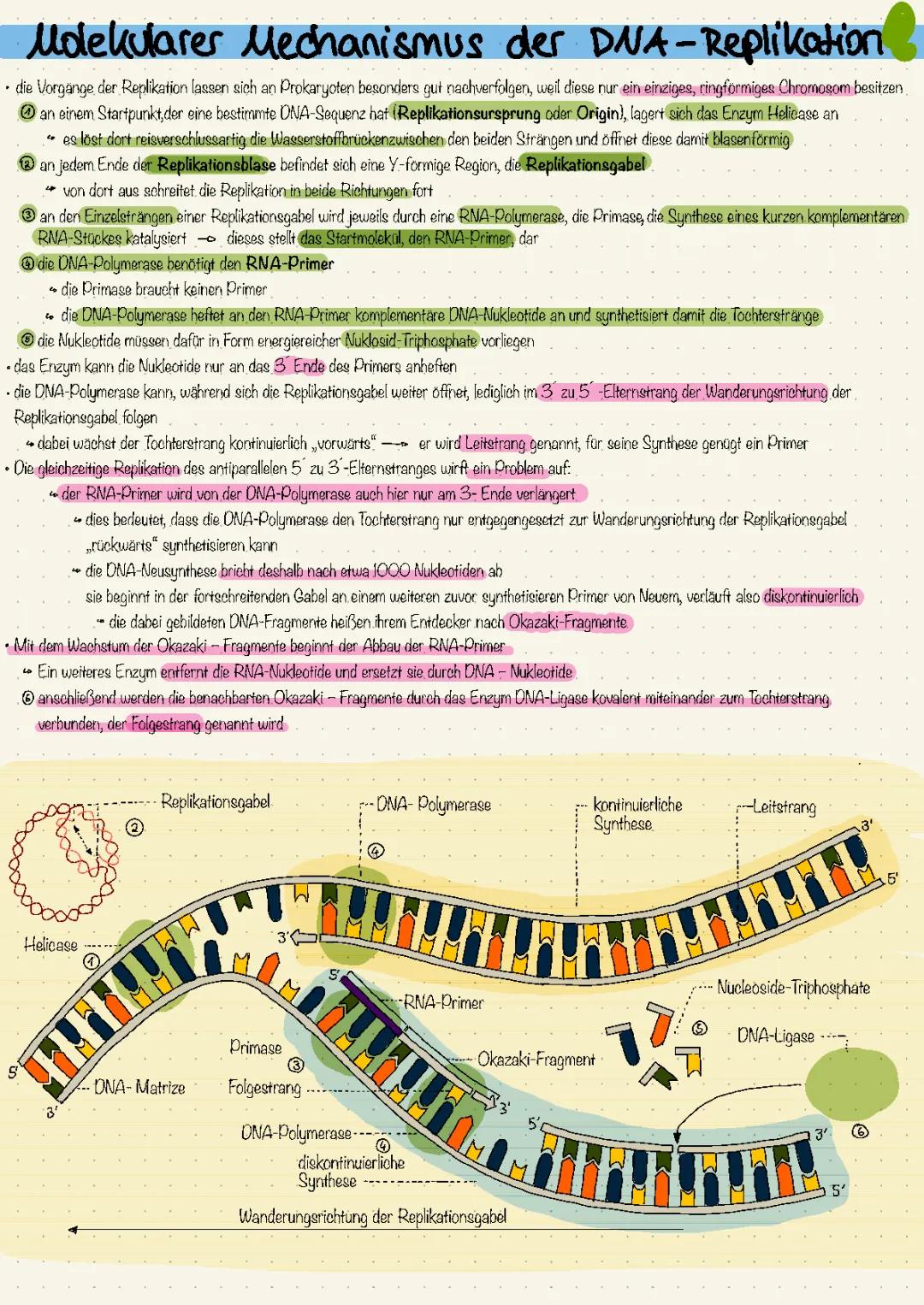 DNA-Replikation Ablauf einfach erklärt: Prokaryoten, Enzyme und Unterschiede