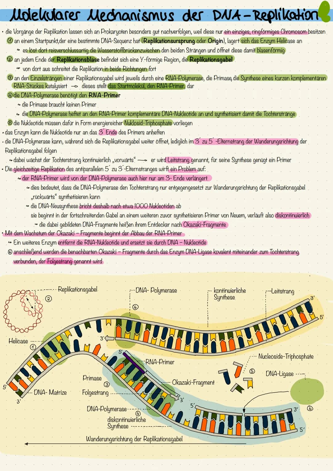 Molekularer Mechanismus der DNA-Replikation
• die Vorgänge der Replikation lassen sich an Prokaryoten besonders gut nachverfolgen, weil dies