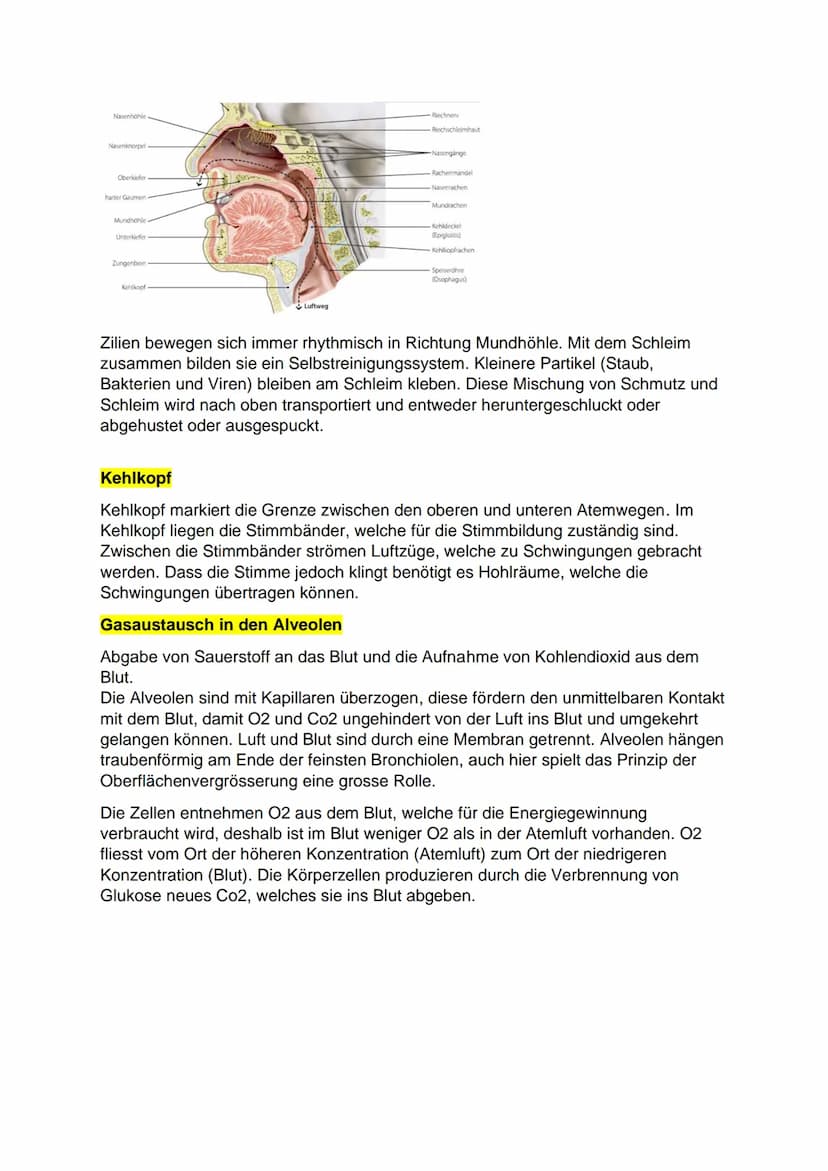 Atmungssystem
Nase
Aufgabe:
1 Nasenhöhle obere Atemwege
2 Rachen
●
3 Kehlkopf
4 Luftrohre
5 Bronchien
untere Atemwege
Obere Atemwege: Nase u