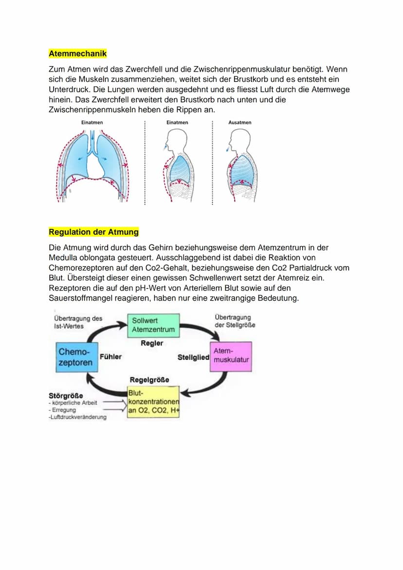 Atmungssystem
Nase
Aufgabe:
1 Nasenhöhle obere Atemwege
2 Rachen
●
3 Kehlkopf
4 Luftrohre
5 Bronchien
untere Atemwege
Obere Atemwege: Nase u