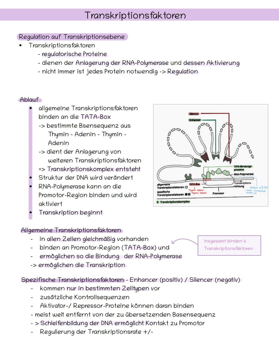 Regulation auf Transkriptionsebene
Transkriptions faktoren
●
Transkriptionsfaktoren
- regulatorische Proteine
- dienen der Anlagerung der RN