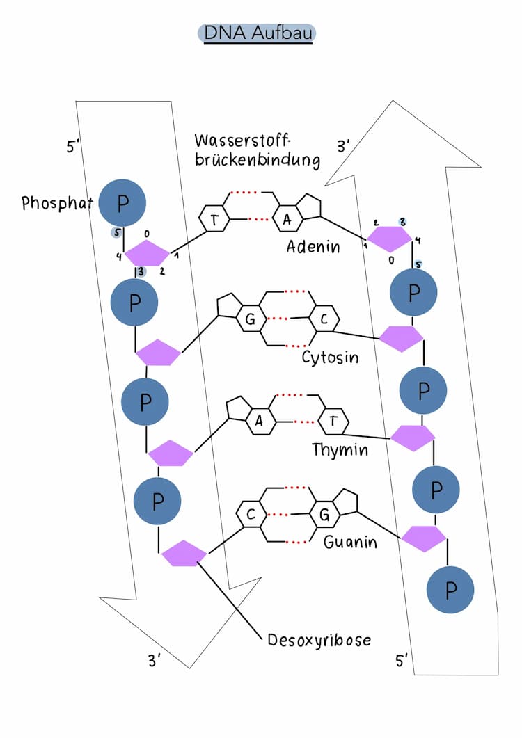 Know Genetik Lernzettel Bio LK, NRW Abi 2024 thumbnail