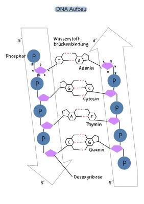 Know Genetik Lernzettel Bio LK, NRW Abi 2024 thumbnail